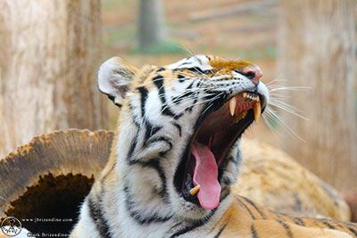 TigerYawn